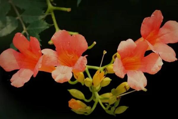 凌霄花如何养殖,保证有6小时以上的光照
