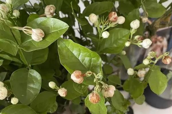 茉莉干枯的原因,可能是花土不适或浇水不足等