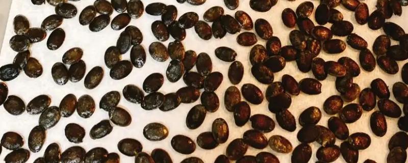 丝瓜籽怎么发芽快，首先需用温水浸种