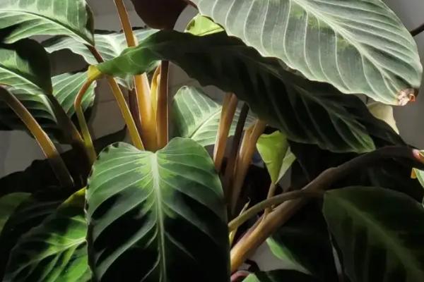 竹芋叶子卷起来的原因,可能是天气寒冷干燥或者养分不足等