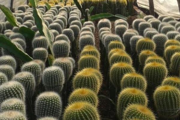 金虎仙人球的养殖方法,浇水需保持宁少浇不多浇的原则