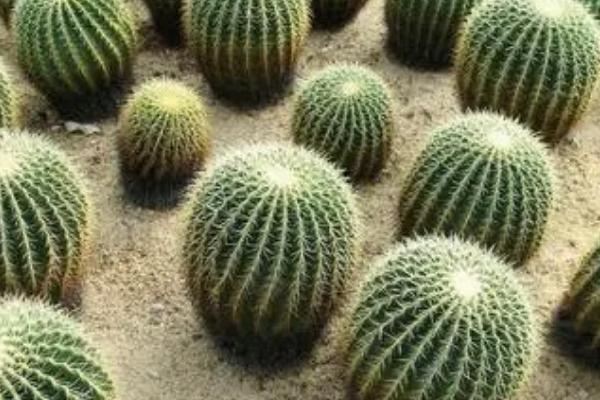 金虎仙人球的养殖方法,浇水需保持宁少浇不多浇的原则
