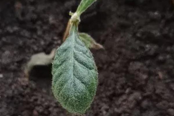 枇杷籽能种吗，枇杷籽晾晒后便可播种种植