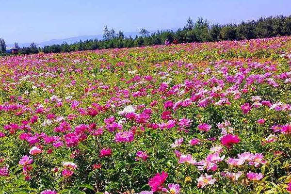 芍药夏天能不能种,夏天是不可以种植芍药的