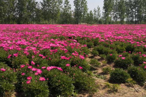 芍药夏天能不能种,夏天是不可以种植芍药的