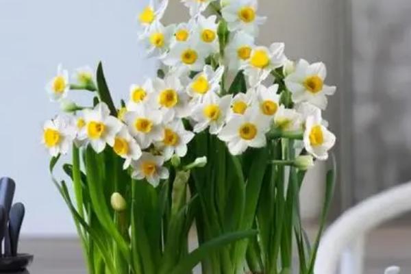 水仙花什么季节开,春季2-3月开放