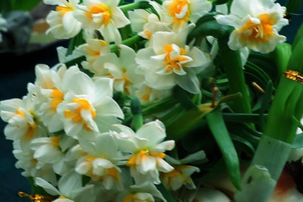 水仙花什么季节开,春季2-3月开放