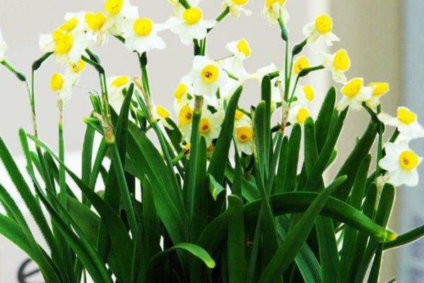 水仙花什么季节开,春季2-3月开放