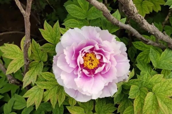 牡丹在什么时间开花,5月份便可开花