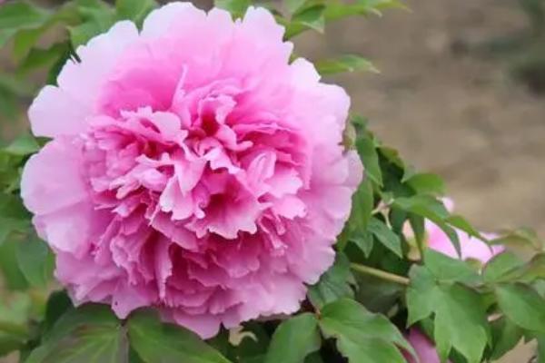 牡丹在什么时间开花,5月份便可开花