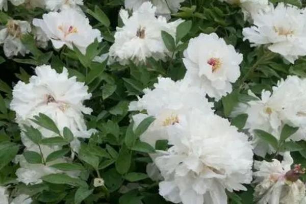 牡丹在什么时间开花,5月份便可开花