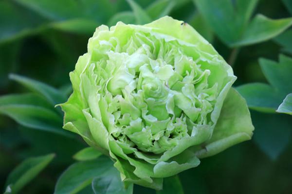 牡丹在什么时间开花,5月份便可开花