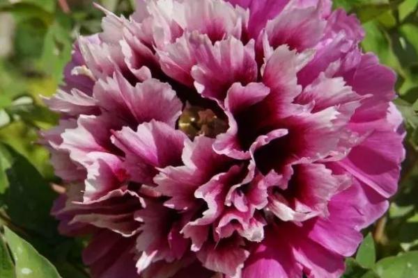 牡丹在什么时间开花,5月份便可开花