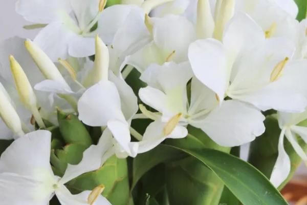 姜花的水养方法,要保持容器中水质清洁干净