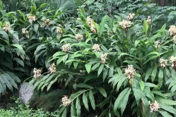 姜花的水养方法,要保持容器中水质清洁干净