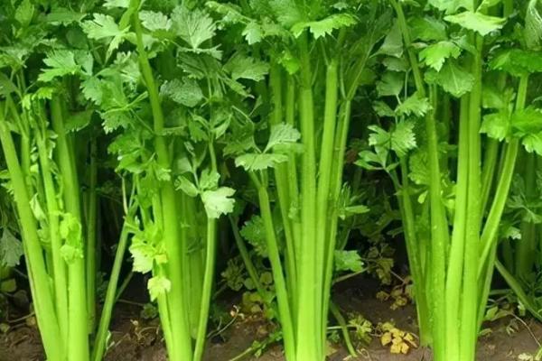 冬天冷棚能种什么蔬菜,常见的有香菜、蒜苗、油麦菜等