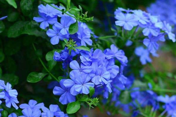 蓝雪花的养殖方法,适宜生长温度在15-28℃