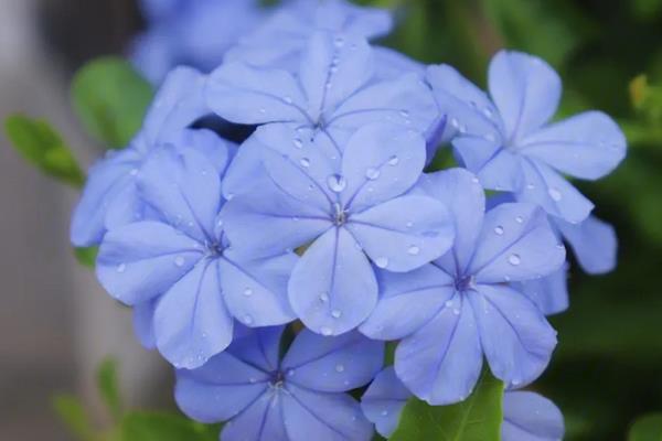 蓝雪花的养殖方法,适宜生长温度在15-28℃