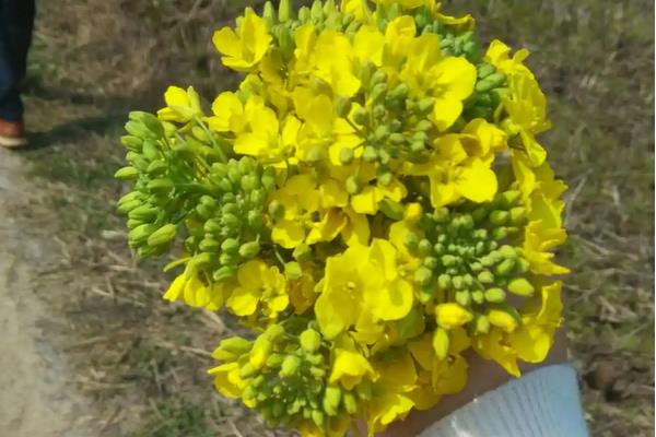 送油菜花的寓意,寓意希望到来、积极向上等