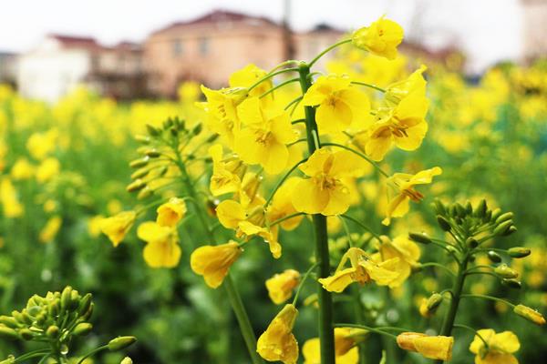 送油菜花的寓意,寓意希望到来、积极向上等