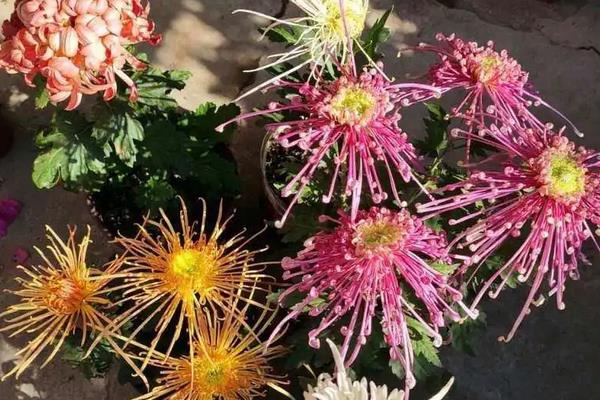 菊花的矮化方式,可以直接对其进行修剪