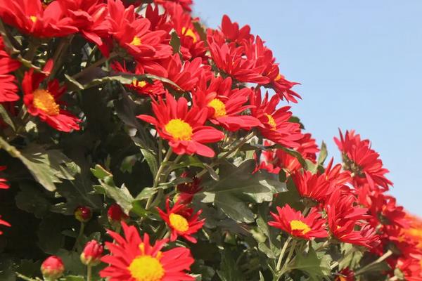 菊花的矮化方式,可以直接对其进行修剪