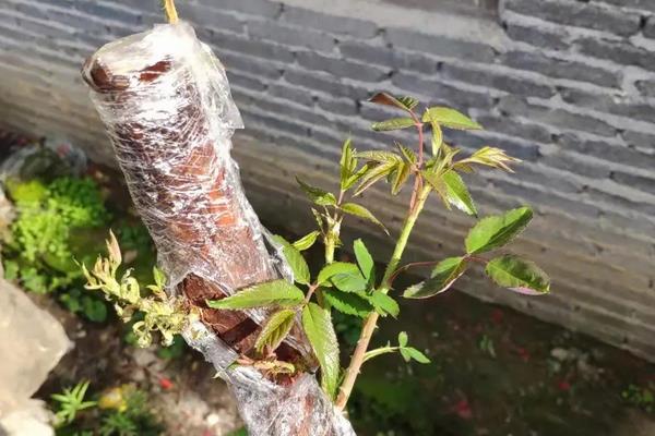 月季花可以嫁接在什么树桩上,可接在蔷薇科属的植物的树桩上
