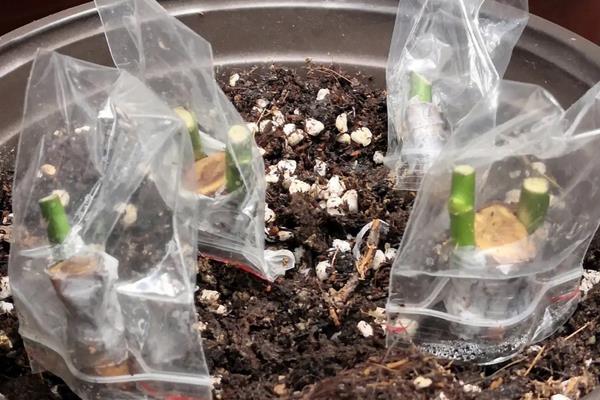 月季花可以嫁接在什么树桩上,可接在蔷薇科属的植物的树桩上