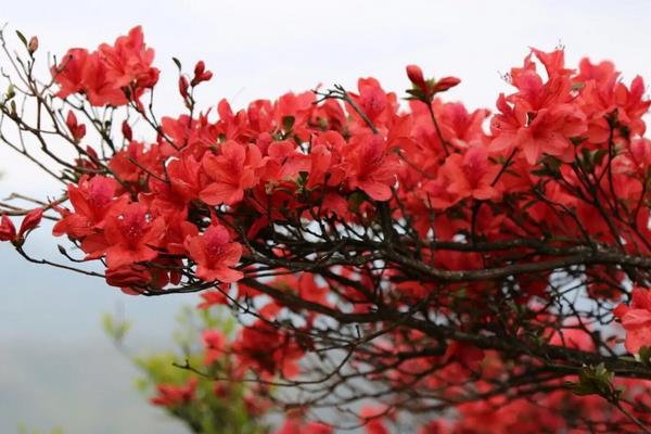 年花的品种,常见的有年桔、映山红、开运竹等