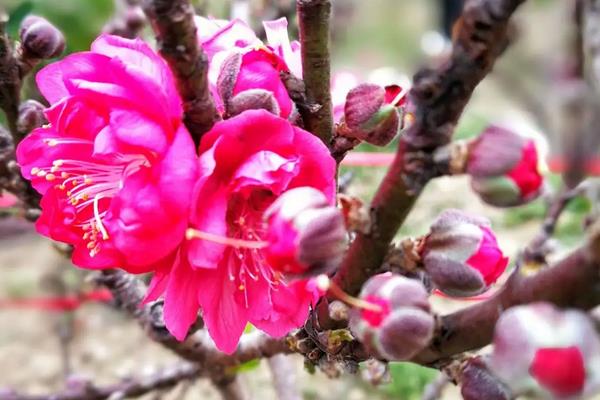 年花的品种,常见的有年桔、映山红、开运竹等