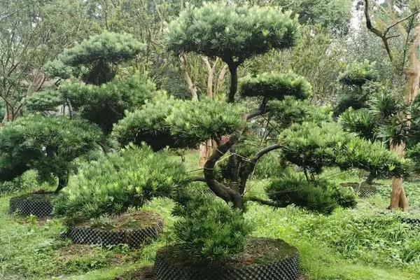 罗汉松怕冻吗,在北方入冬前及时移入室内