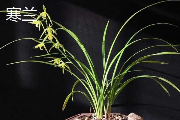 建兰锦旗的特点,花期一般在夏季且清香美丽