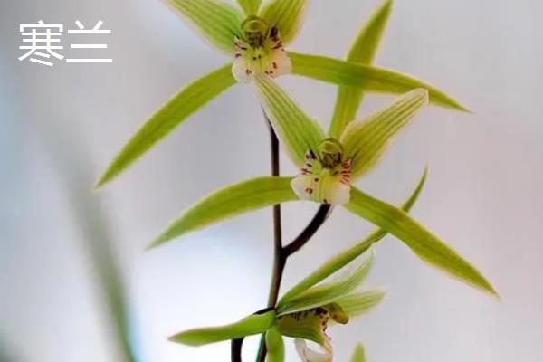 建兰锦旗的特点,花期一般在夏季且清香美丽