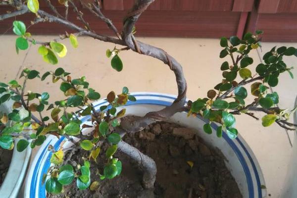 珍珠梅叶子发黑干枯的原因及解决办法,可能是土壤板结或水肥不当等