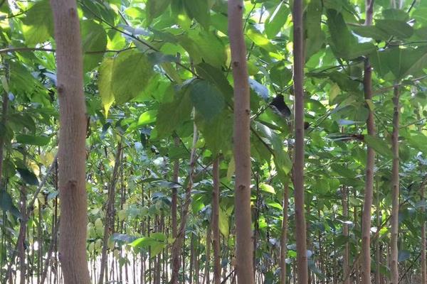 杜仲树能长多高,最高能长到20米