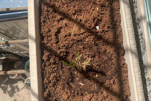 阳台上适合种毛豆吗,只要环境合适是可以种植的