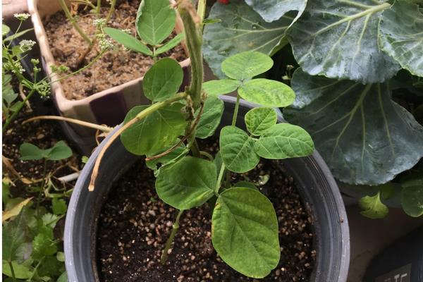 阳台上适合种毛豆吗,只要环境合适是可以种植的