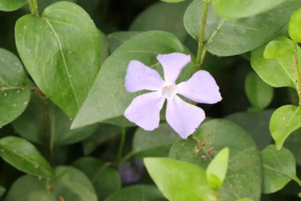 耐阴耐寒的室外植物有哪些，以下4种比较常见