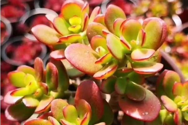 姬红花月让叶片变红的方法,将室温控制在5℃以上