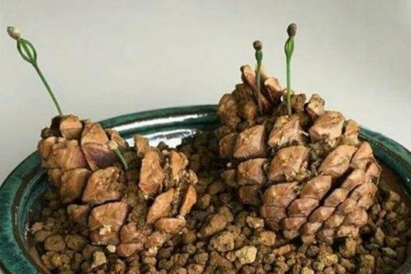 新鲜松塔的处理方法,放入火堆中将表面烤至碳化