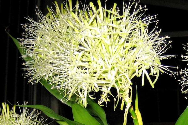 富贵竹开花的象征,具有花开富贵、生机勃勃等寓意