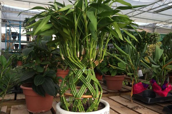富贵竹开花的象征,具有花开富贵、生机勃勃等寓意