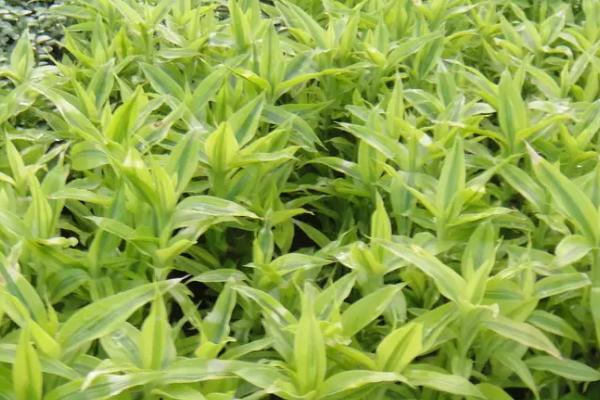 富贵竹开花的象征,具有花开富贵、生机勃勃等寓意