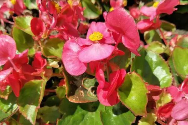 玻璃翠花如何养殖,为其提供18-25℃的温度环境