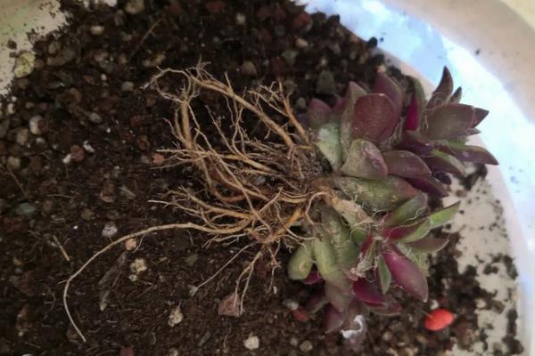 多肉植物怎么换盆,更换的花盆和土壤都要保证干净清洁