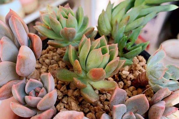多肉植物怎么换盆,更换的花盆和土壤都要保证干净清洁