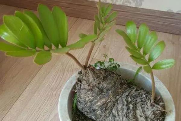 用茶叶水洗菜水浇美叶凤尾蕉好吗,尽量不要使用茶叶水和洗菜水