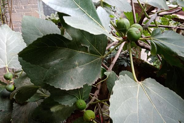 栽无花果树为什么不吉利,会影响风水和导致阴煞气重等