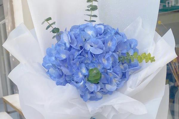 蓝绣球和白玫瑰搭配的花语,寓意宁静、清新、纯净等