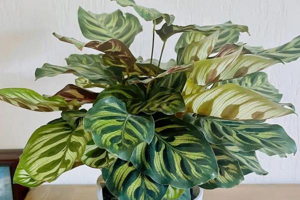 怎么养孔雀竹芋,每隔1-2年换盆处理一次